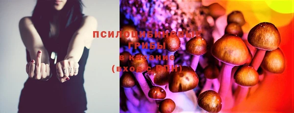стаф Аркадак